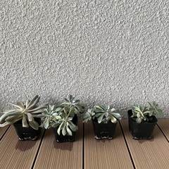 カランコエ2鉢分と多肉植物4鉢分 / グリーン 観葉植物 お花 植木鉢 ガーデニング 室内屋外どちらもOKの画像