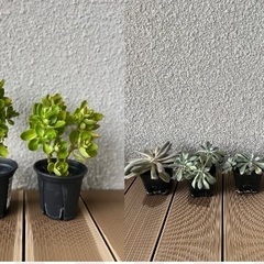 カランコエ2鉢分と多肉植物4鉢分 / グリーン 観葉植物 お花 ...
