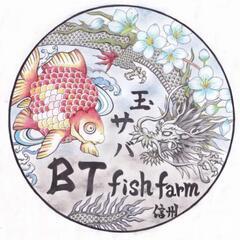 残りわずか　玉サバ　キャリ玉　【金魚】の画像