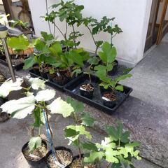 いちじくの苗木　1年と2年もの（品種6種あり）