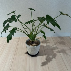観葉植物　クッカバラ