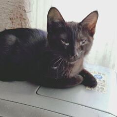 子猫の里親募集 - 郡山市
