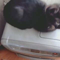 子猫の里親募集