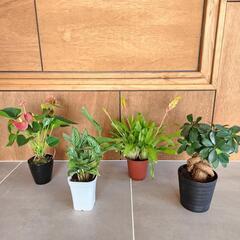 【お得】観葉植物　おまとめ4点