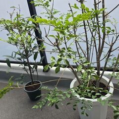 シマトネリコ　キンモクセイ　観葉植物　