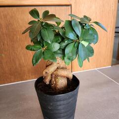 観葉植物　ガジュマル
