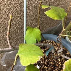 果樹【ホワイトイスキア】ミニイチジクの鉢植え❣️