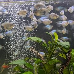 熱帯魚プラティ他