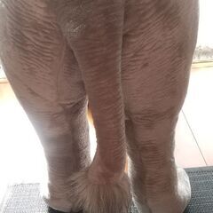 象🐘座れるぬいぐるみ？の画像