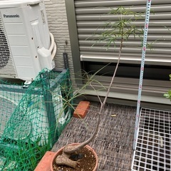 ボトルツリー鉢植え
