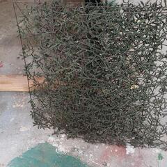 クリスマスメッシュ装飾