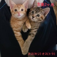 2ヶ月の子猫2匹里親募集中✨️