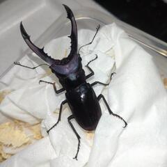 パープル系メタリフェルホソアカクワガタペア