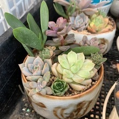 多肉植物、セダム、寄せ植え　和食器穴あけ済