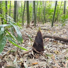 農業、不動産管理、《猫ちゃんも19匹飼ってます(^^)》の画像