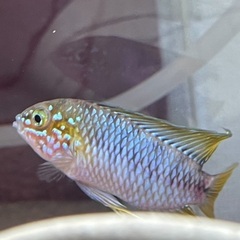 熱帯魚　アピストグラマ　ボレリー