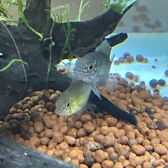 熱帯魚　アピストグラマ　ボレリーの画像
