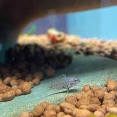 熱帯魚　アピストグラマ　ボレリーの画像