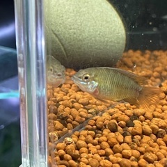 熱帯魚　アピストグラマ　ボレリーの画像