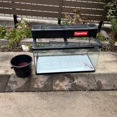 90センチ　水槽　アロワナ　熱帯魚の画像