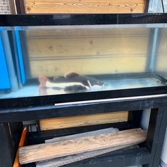 本日まで　
水槽1200  アクリル
