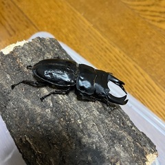 オオクワガタ　香川県産①
の画像