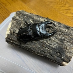 オオクワガタ　香川県産①
の画像