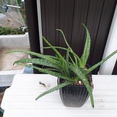 値下げ！.アロエﾍﾞﾗ