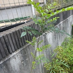 シマトネリコ(140cm)  シンボルツリーの画像