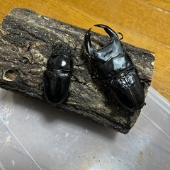 オオクワガタ　香川県産①
の画像