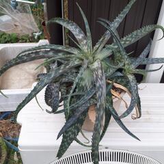 購入者決定！アロエ大株