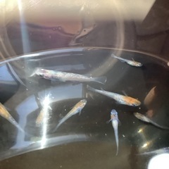 三色ラメメダカ１０匹