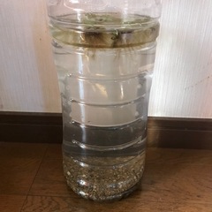 メダカ/めだか◉20匹付き飼育セット一式◉