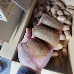 キウイフルーツ　香緑　１５個　無農薬の画像