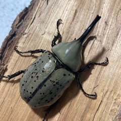 グラントシロカブト♂