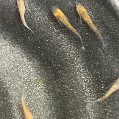 受け渡し者決定(冬のセール)シンヘイキメダカ7匹②