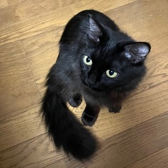 ★募集終了★１歳の黒猫（ブラックスモーク）長毛の女の子、ずっとの...