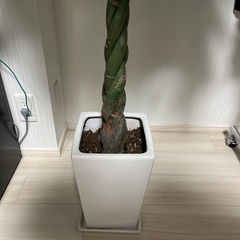 パキラ