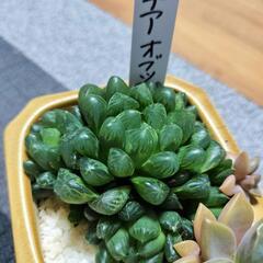 (お話し中） ハオルチア オブツーサ 雫石