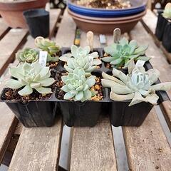 (お話し中)多肉植物６種セッ９ト　