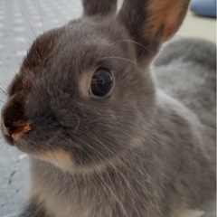 ネザーランドドワーフ