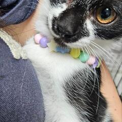 猫も人も大好きなダルくん🍀6ヶ月