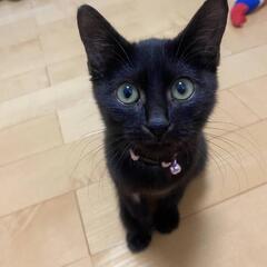 可愛い黒子猫‼️