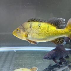 大型熱帯魚