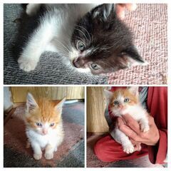 緊急募集！愛嬌たっぷり子猫３兄妹