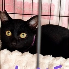 ナッツくん、人馴れバッチリ　[トライアル決定しました] - 生駒市