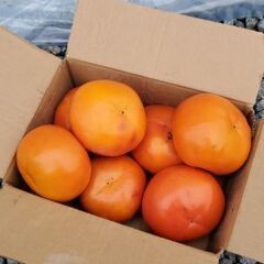 広瀬の富有柿　サイズ混合　８個
