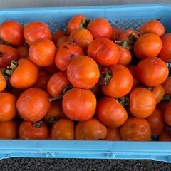 干し柿用渋柿　＠10円～　30個＝300円　50個＝450円　枝付き　