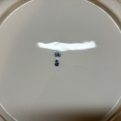 お皿セット③たちきち
の画像