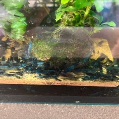 ベルベットブルーシュリンプの画像